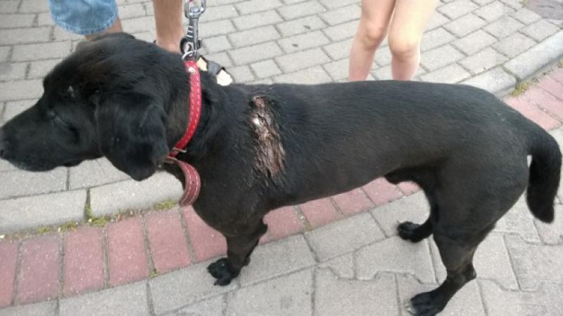 Znaleziono rannego psa