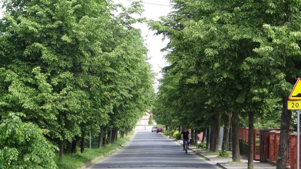 W gminie Siechnice bdzie wicej drzew i terenw zielonych
